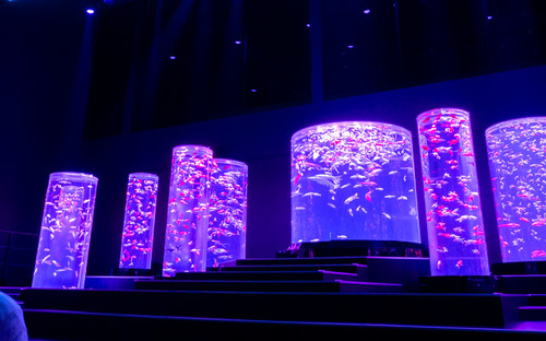 Art Aquarium (Audio), Japan thumbnail image